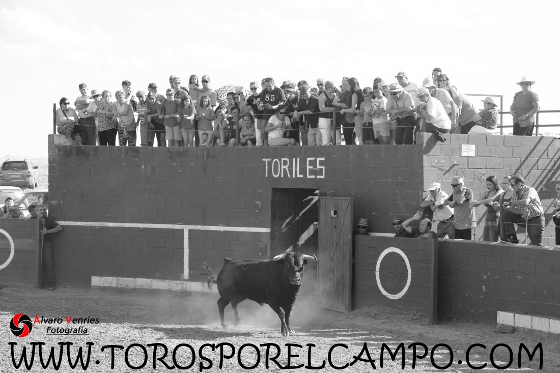 TOROSXELCAMPO's tweet photo. Malaguilla (Gu) Encierro por el campo Viernes, 01 de Septiembre de 2017.  Ya disponible las fotografías en: https://t.co/Rie2TSe9Ju https://t.co/DXOzOdzMs2
