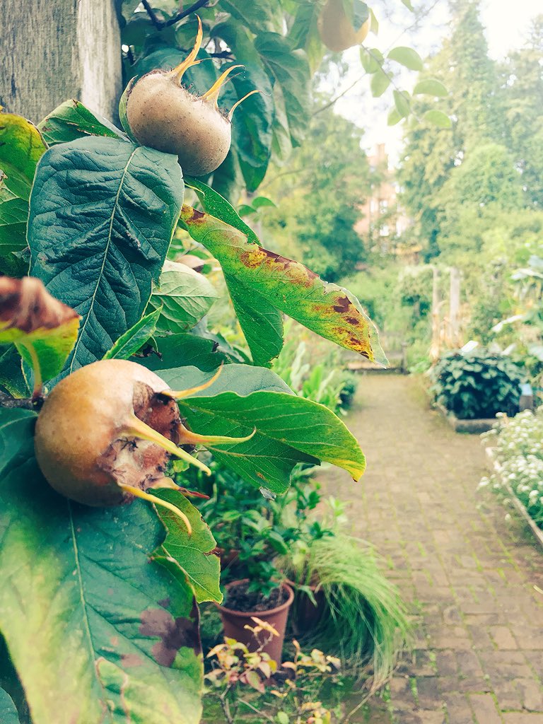 If you want fruit in Winter try growing medlars. They were an important plant during Roman times !