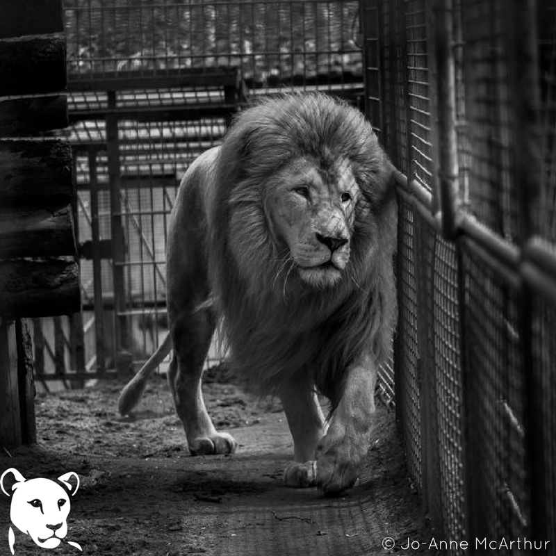 BornFreeFDN's tweet photo. Please support our @kickstarter campaign today; '#BeyondTheBars: Wild Animals In Captivity' Book! Visit: https://t.co/7yAqy0ZXxG https://t.co/UaPzFfIw7e