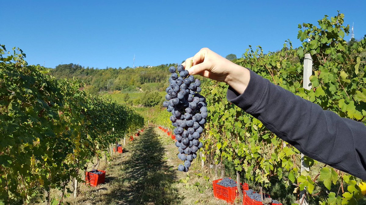 poderimarcarini's tweet photo. Memories of #Harvest2017: picking up beautiful grapes in our #LaSerra cru!
#marcarini #poderimarcarini https://t.co/2i6oe1gj6c