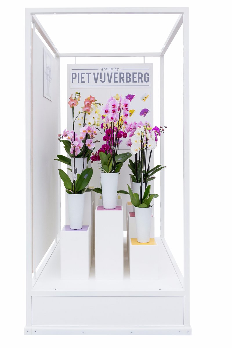 Vanavond is <a href="/PietVijverberg/">Piet Vijverberg</a> aanwezig op het Event bij <a href="/Pyramide_CC/">Pyramide</a> met haar Phalaenopsis Big5 Collection <a href="/StarQualityBy5/">Star Quality... By5®</a> . Graat tot ziens!