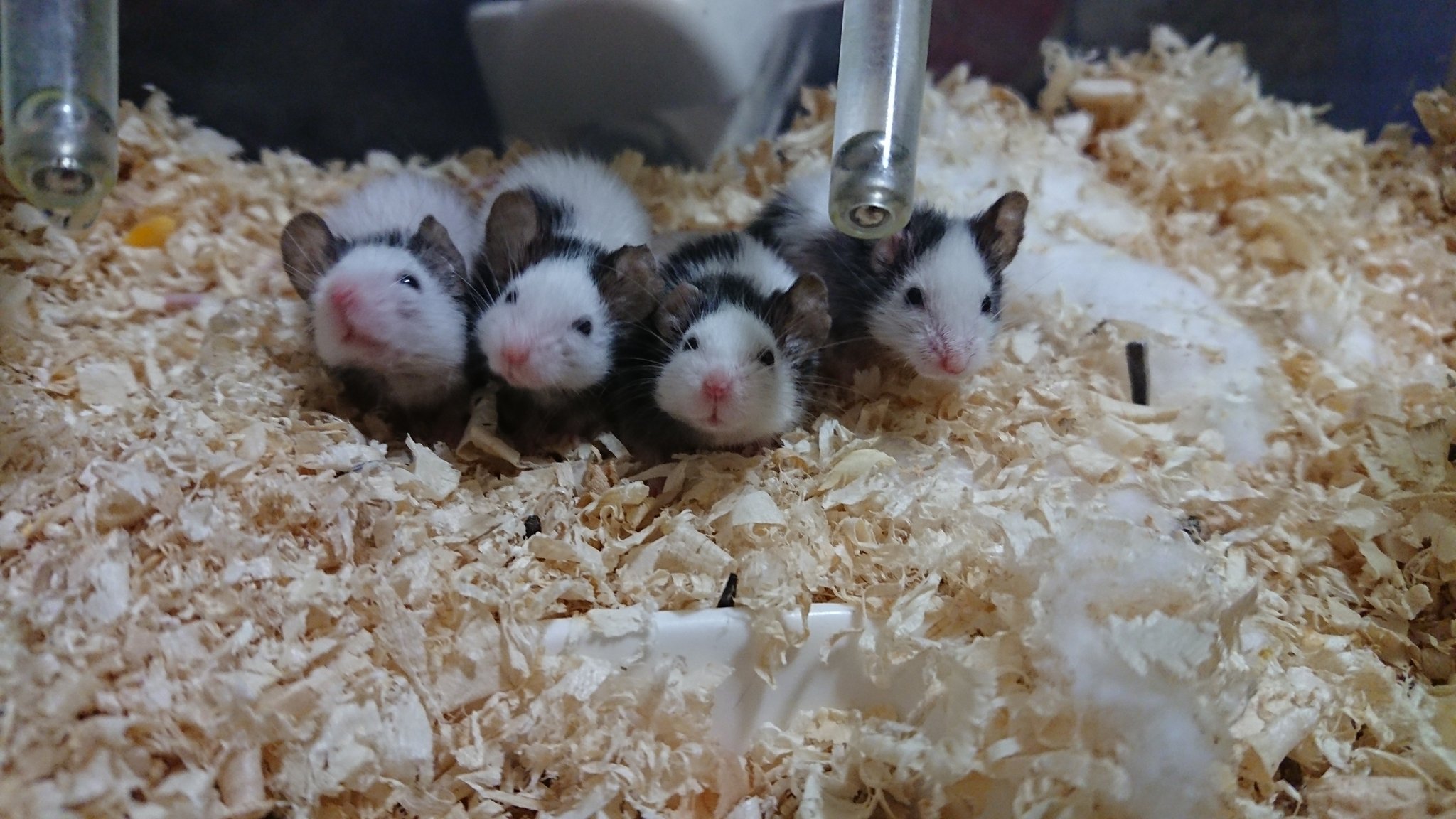 はちさんぶんぶん 里親募集 パンダマウスを3匹里親募集してます まだ産まれて半年前後かと思います 画像の子達は違います ヘビを飼っている方は里親には出せません 最後まで世話してくれる方のみでお願い致します 当方 埼玉県です 里親