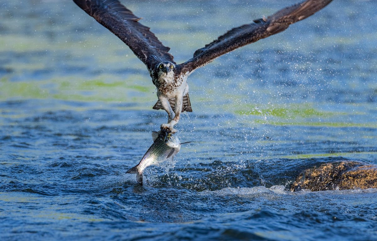 nvct's tweet photo. Submit your photos to the 4th Annual Nearby Nature Photo Contest! Submit by 10/15 #NearbyNature #PhotoContest https://t.co/SUq6dTiaNm https://t.co/BWqSSrIJSC