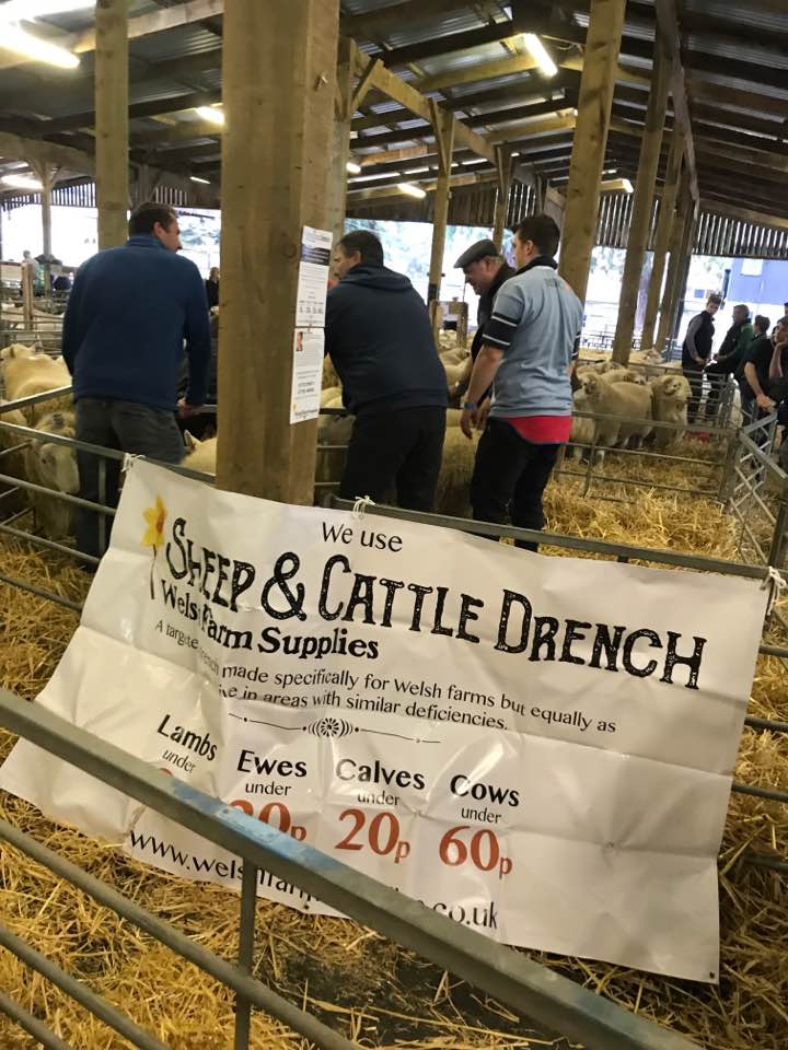 FarmWelsh's tweet photo. A great day at the NSA Ram Sales. Great to see old friends and catch up. The Tup Taxi Service was popular again!
@FarmWelsh #OnFarm #AtShows https://t.co/oo976uwrl5