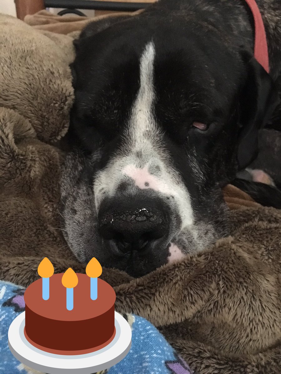 Dogloveschips's tweet photo. Happy birthday to my sister!! She loves me even though I break holes in her door and eat her shoes ❤️ #bestfriends #cuddletime https://t.co/rD588JHe1m