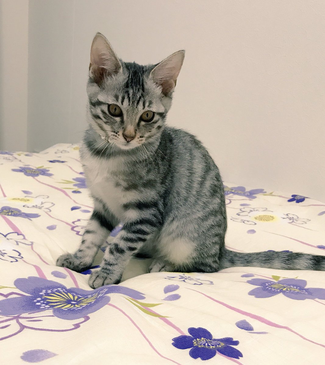 backtekapuri's tweet photo. 私事ですが、花ちゃんという名前になりました(❁´ω`❁)
なぜなら 飼い主が｢花になれ｣が好きだからです。 https://t.co/BUr7Xj2KCj