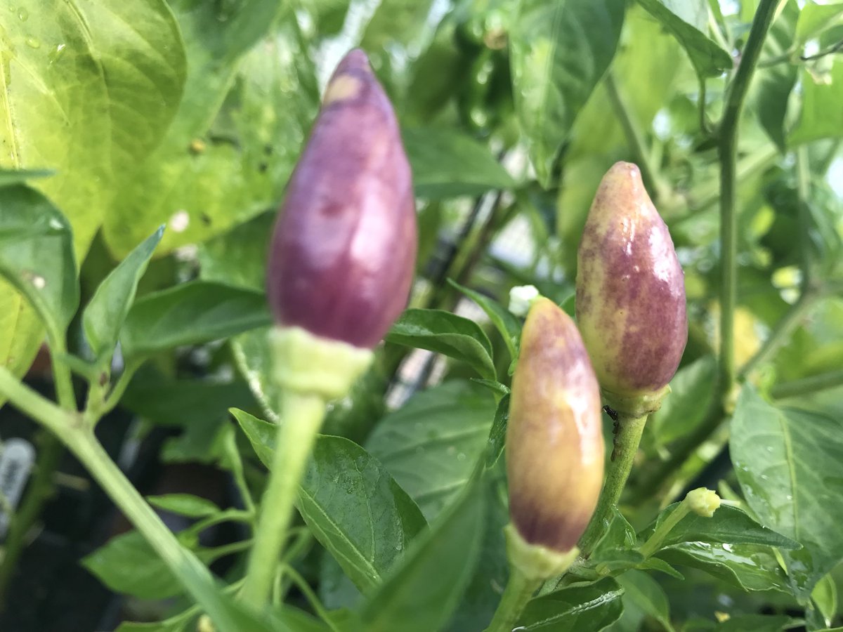 LeeSkilling's tweet photo. Nearly ready to make some more chilli sauce 😀😀😀 https://t.co/XWlAJIATgP