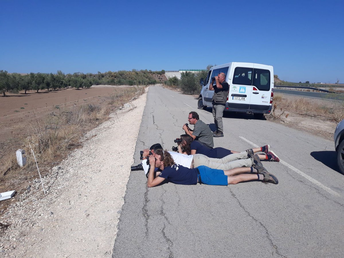 salarte_org's tweet photo. #FamTrip2017 Seguimos pajareando por lagunas y fincas de la campiña sevillana de camino a Osuna con el gran Antonio Pestana @TRBirdwatching https://t.co/3yYTHImy8y