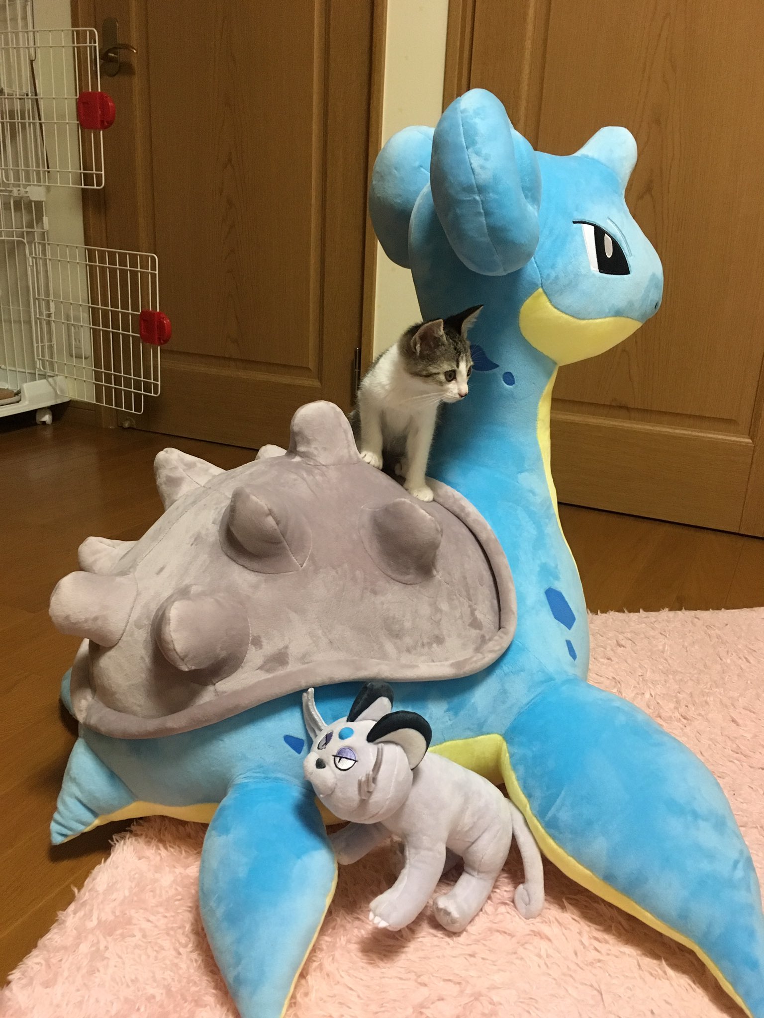 大きな大きなラプラスのぬいぐるみに一番喜んでいるのはまさかの猫 話題の画像プラス