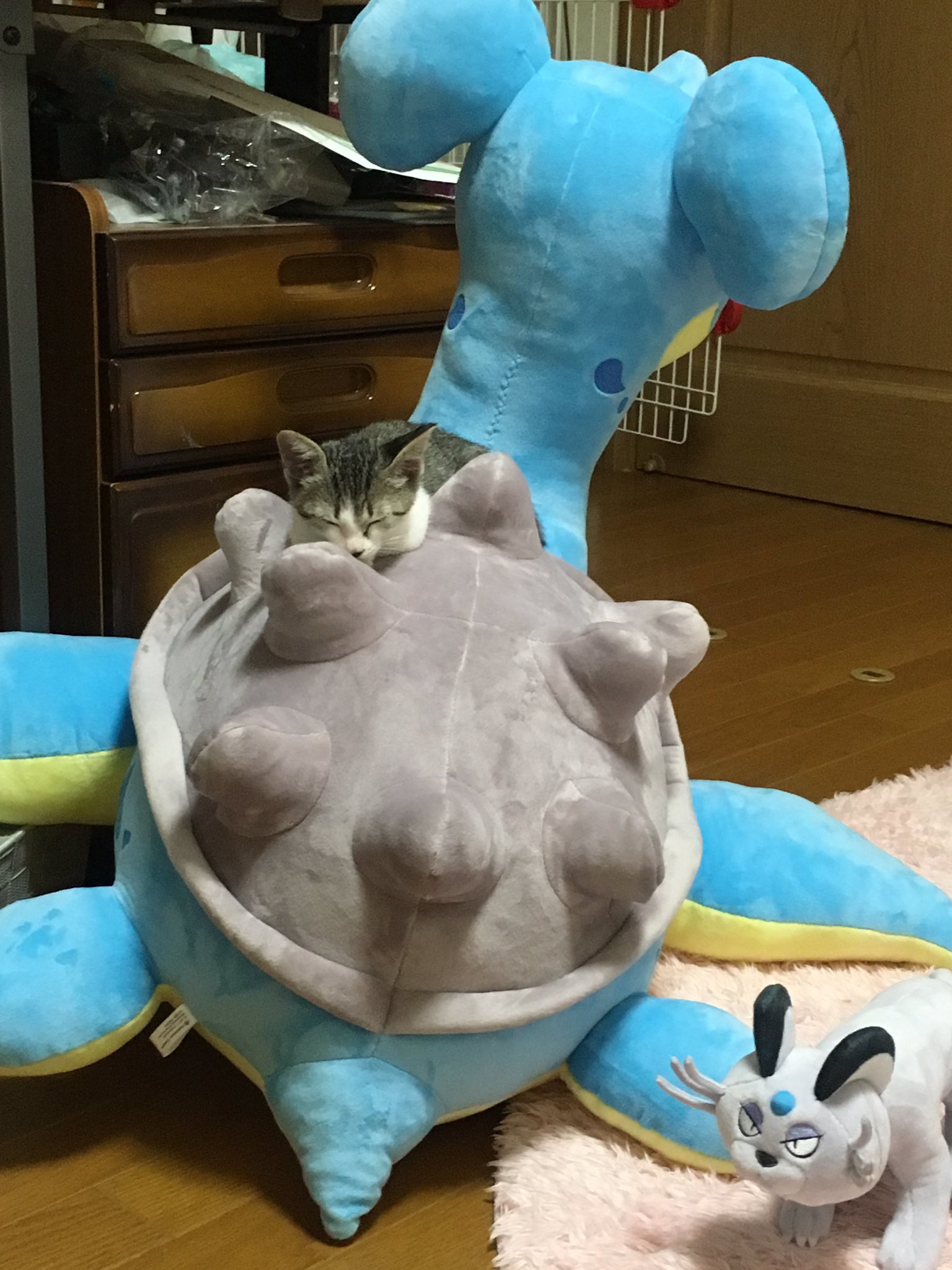 大きな大きなラプラスのぬいぐるみに一番喜んでいるのはまさかの猫 話題の画像プラス 大きな大きなラプラスのぬいぐるみに一番喜んでいるのはまさかの猫 話題の画像プラス