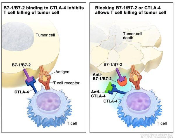 National Cancer Institute tweet media