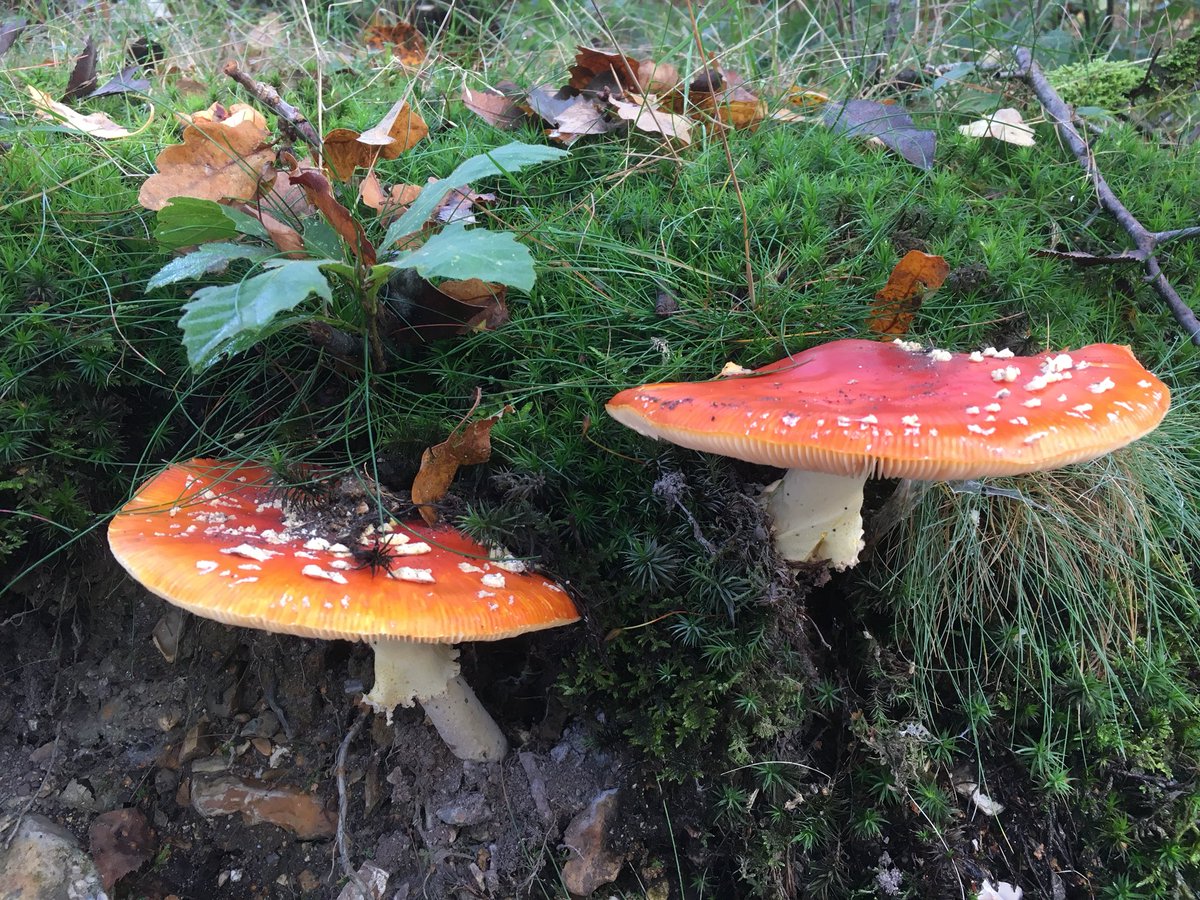 NT_NewForest's tweet photo. First fly agaric of the season! #Autumnwatch #autumnshow #fungi #autumncolour https://t.co/PFtYIh1QST