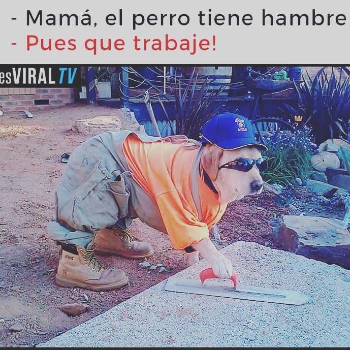 JonhaJC18's tweet image. Jajaja a trabajar se a dicho!!  #like #follow #amor #pic #meme #insta # #facebook #memes #risa #epic #dog