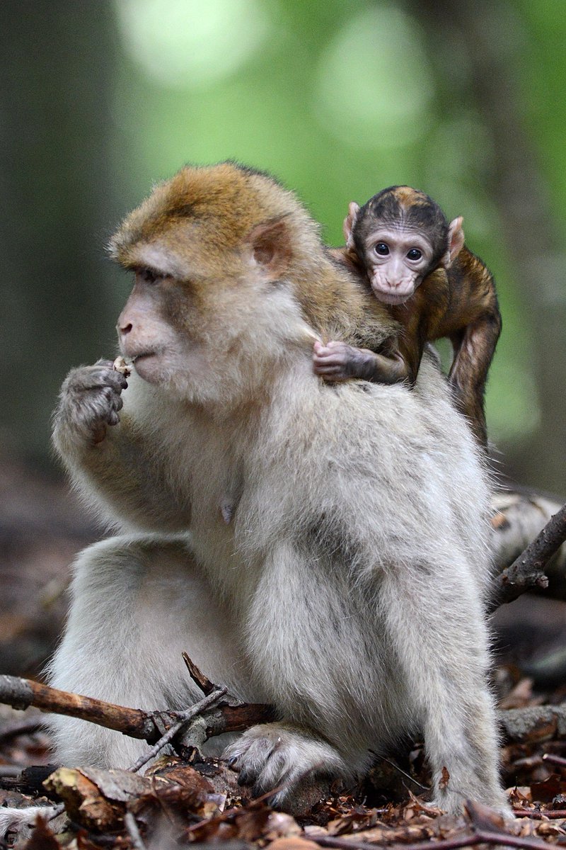 montagnesinges's tweet photo. 📌RECRUTEMENT ➡️ Rejoignez notre équipe ! 🐵 RT please https://t.co/CKIDHz3xSu #job #emploi #jobalsace #montagnedessinges https://t.co/3wcAIH8PVb