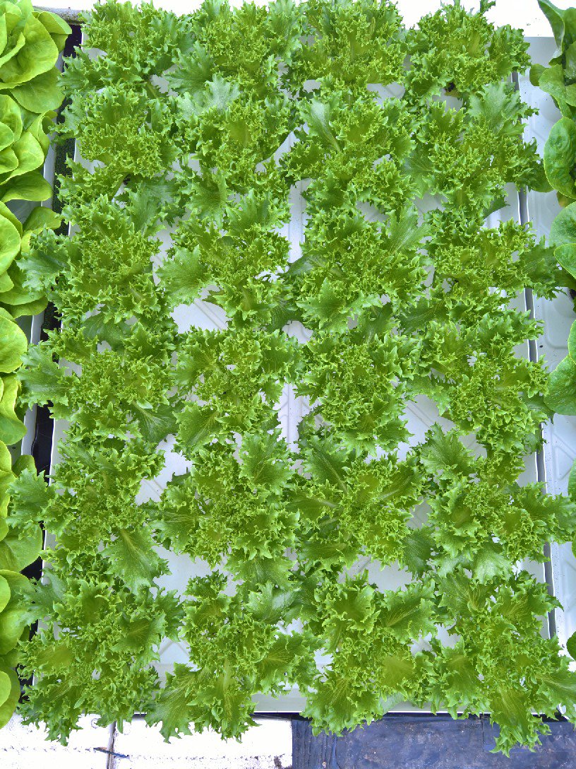 Botman Hydroponics (@botmanhdp) on Twitter photo 