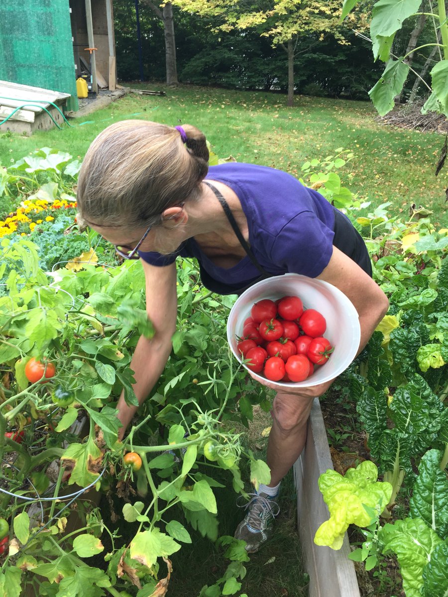 Pie_rSquared's tweet photo. Garden fresh salsa! https://t.co/MwAFmVkyDx