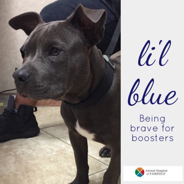 AHofFairfield's tweet photo. This pitbull mix puppy recently visited for his booster shots@Ahof#veterinarian#wellnessvisit#973-227-8864#vaccinateyourpet#dogs#fairfieldnj https://t.co/xO8zAbZkNs