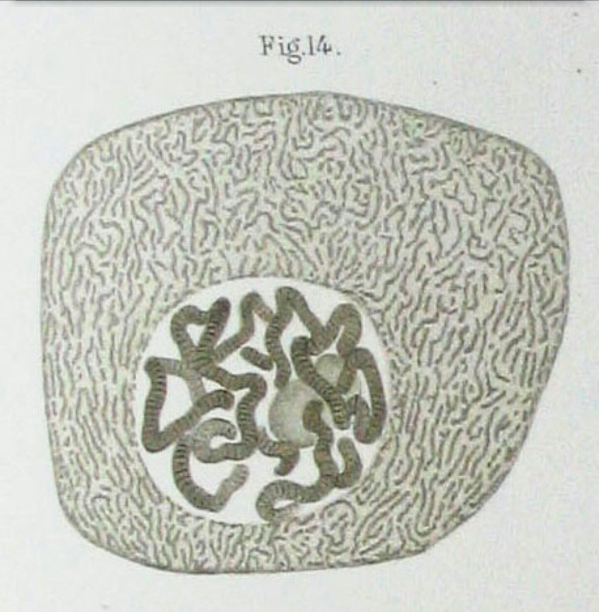 nuclearnucleus1's tweet photo. Here's a baby picture from 1882 by Walther Flemming, over a century after I was discovered by Leeuwenhoek #gootapbio #organellevote2017 https://t.co/NGuxox6C94
