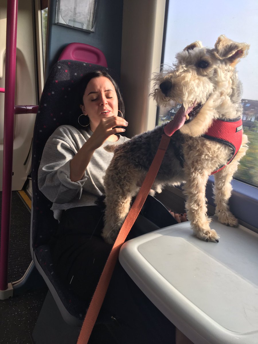 RumpledPupkins's tweet image. En route to London for my special photoshoot with a certain vintage floral brand.. all will be revealed soon! #modeldog #handsomeboy
