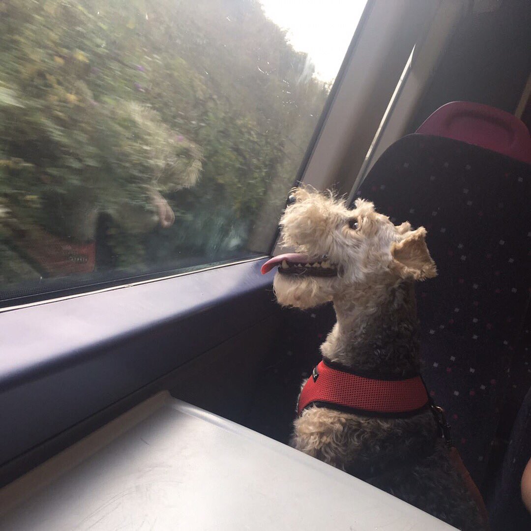 RumpledPupkins's tweet image. En route to London for my special photoshoot with a certain vintage floral brand.. all will be revealed soon! #modeldog #handsomeboy