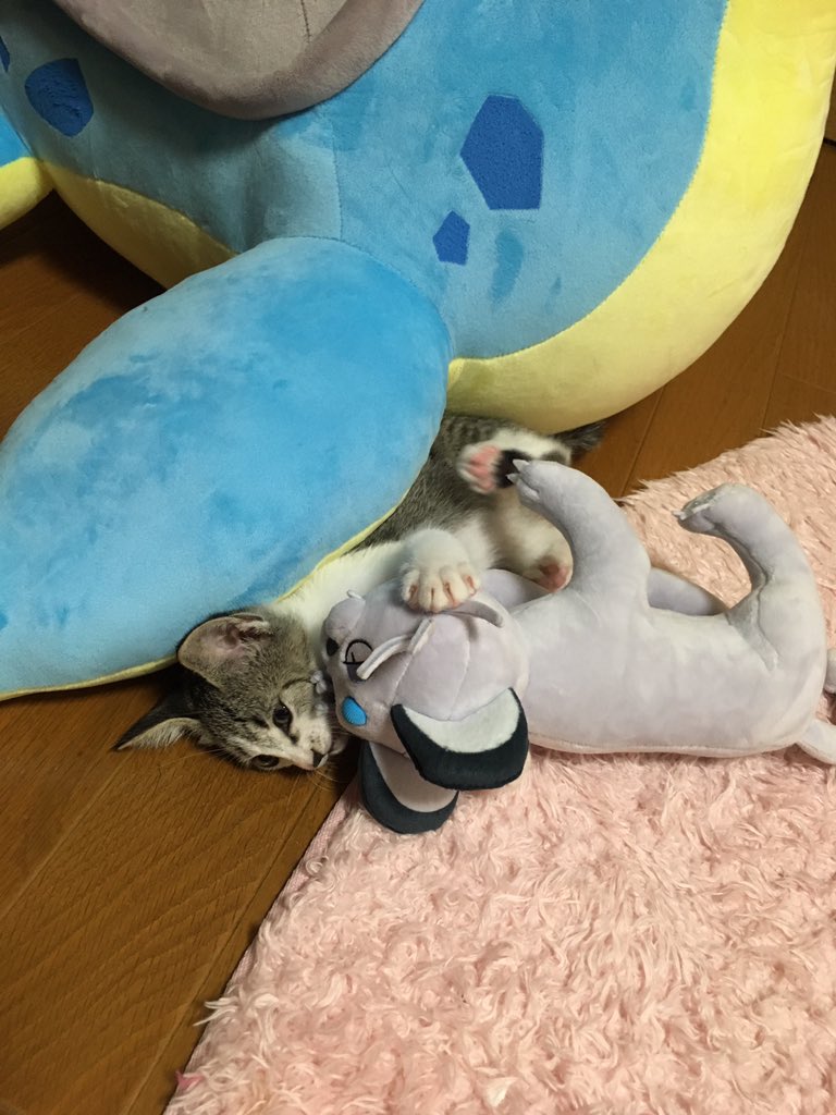 ファンの憧れ ラプラスの大きなぬいぐるみ は猫さんにも人気 頭の中であの歌が流れた Togetter ファンの憧れ ラプラスの大きなぬいぐるみ は猫さんにも人気 頭の中であの歌が流れた Togetter