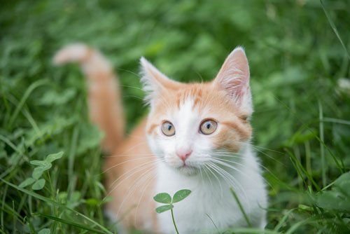 BakerandTaylor's tweet photo. This sweet guy is Kyle, and we are proud to have him in our 2018 Cat Calendar! Thanks to owner Laura Deuser for submitting Kyle's picture! https://t.co/24T1Uh3XvI