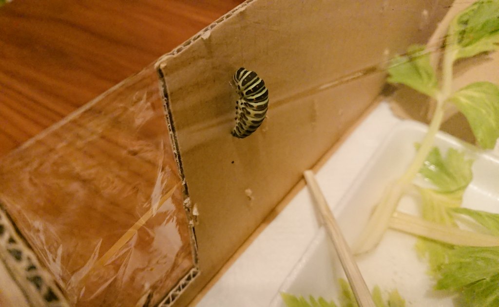 Yue うちのいも太郎がついに 蛹になる準備始めた キャタピーからトランセルへ キアゲハ ポケモン キャタピー