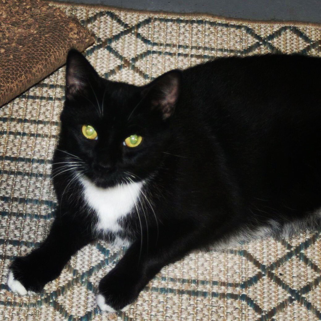 causeforpawsfl's tweet photo. I know I'm beautiful π€ meow #Rescue #AdoptDontShop #CauseForPawsFL #RescueLovers #CatLoversWorld #CatsOfTwitter #HappyCat #Pets https://t.co/o5gIlSXAVR