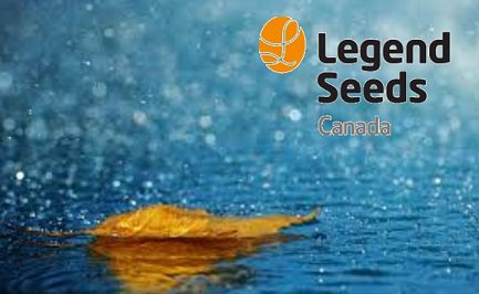 Want to talk about 0 payments and 0% financing until Sept 2018 with 12% discounts on corn &amp; soybeans. Give your Legend Seeds Dealer a call.