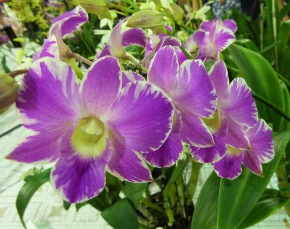 Pascal (@rtenpassant) on Twitter photo 