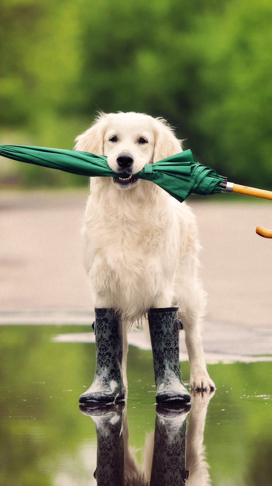 オシャレ壁紙 Happyenjoy55 Twitter