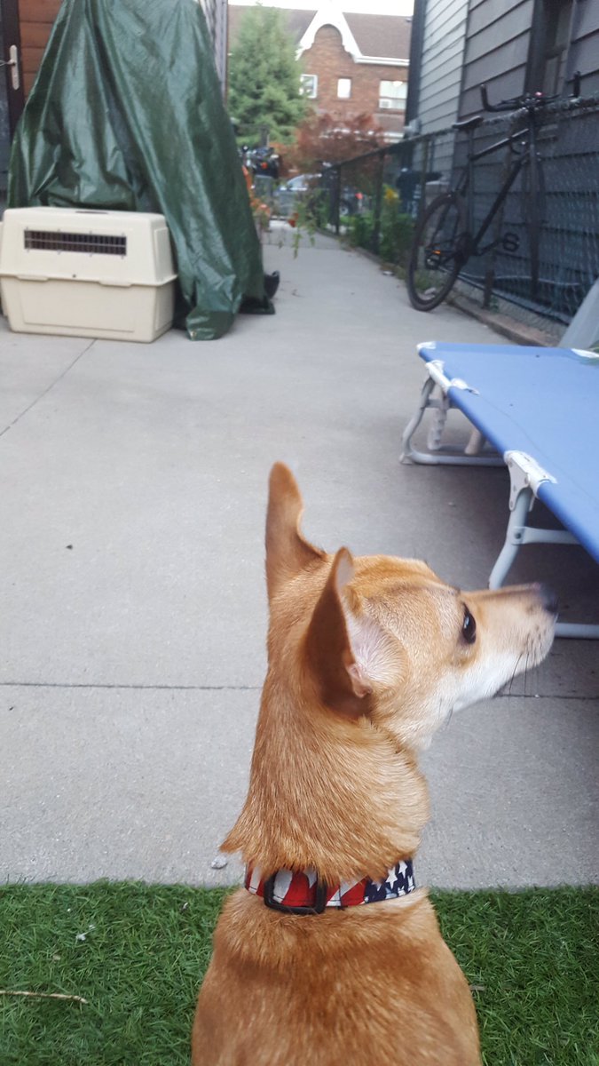 RedemptionDogs's tweet image. Rose is just a Texas girl in Canada looking for a home to love her @RedemptionPaws