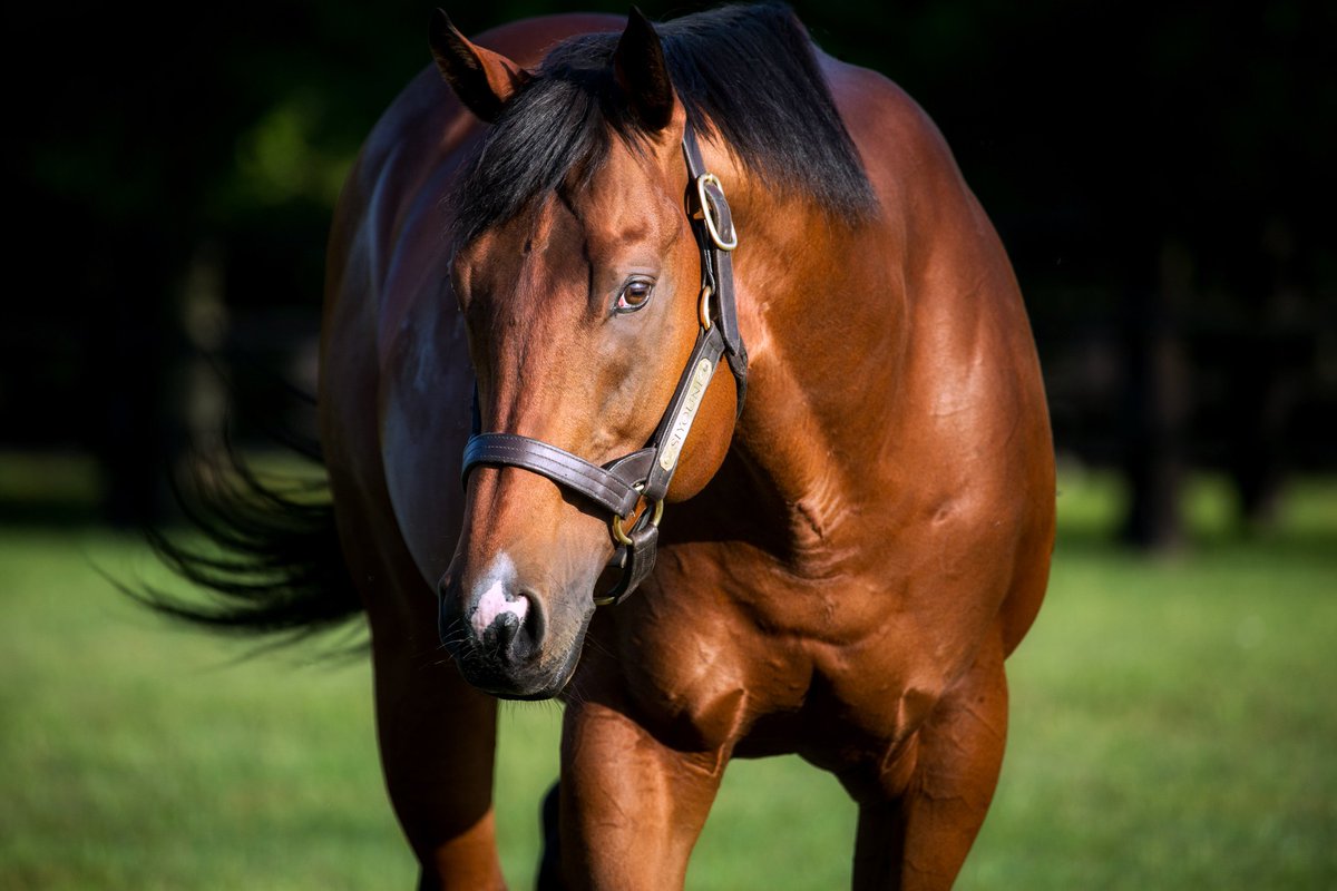 AgaKhanStuds's tweet photo. It's a winning debut for the 2yo #Siyouni daughter Salsa Bella at Bordeaux Le Bouscat. #Sourceofwinners #Promising2yo https://t.co/oLWrGz8M2s