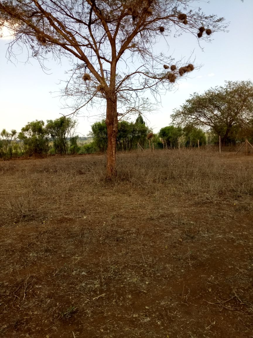 ShomotoRealtorz's tweet photo. 11Acres KENOL Thika - Nyeri #PropertyShowKe  2Km Frm Highway, Ideal for Institutions Dev. #AskingPrice KSh. 8.5M Per Acre #QuickSaleProperty https://t.co/Jjft3E9Yn0
