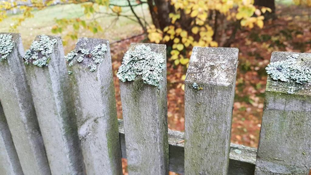 NeriumBlack's tweet photo. #ruska #jรคkรคlรค #naava #aita #oldfence https://t.co/ljSmVJoHn3 https://t.co/4wP9sj6zZl