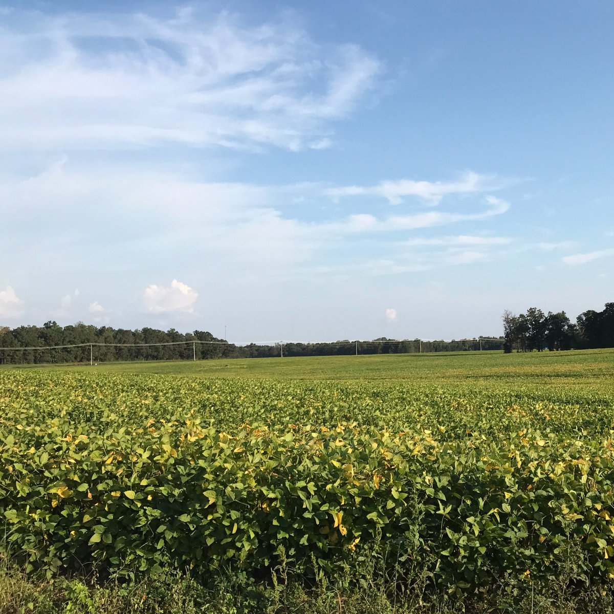 brushcreekaggie's tweet photo. Fall drive home for #BrushCreekAggie w/ plenty #agedu. Soybean chlorosis and nutrient deficiency #instablog is up: https://t.co/BVDeiq55Up https://t.co/DLV5CygqqO