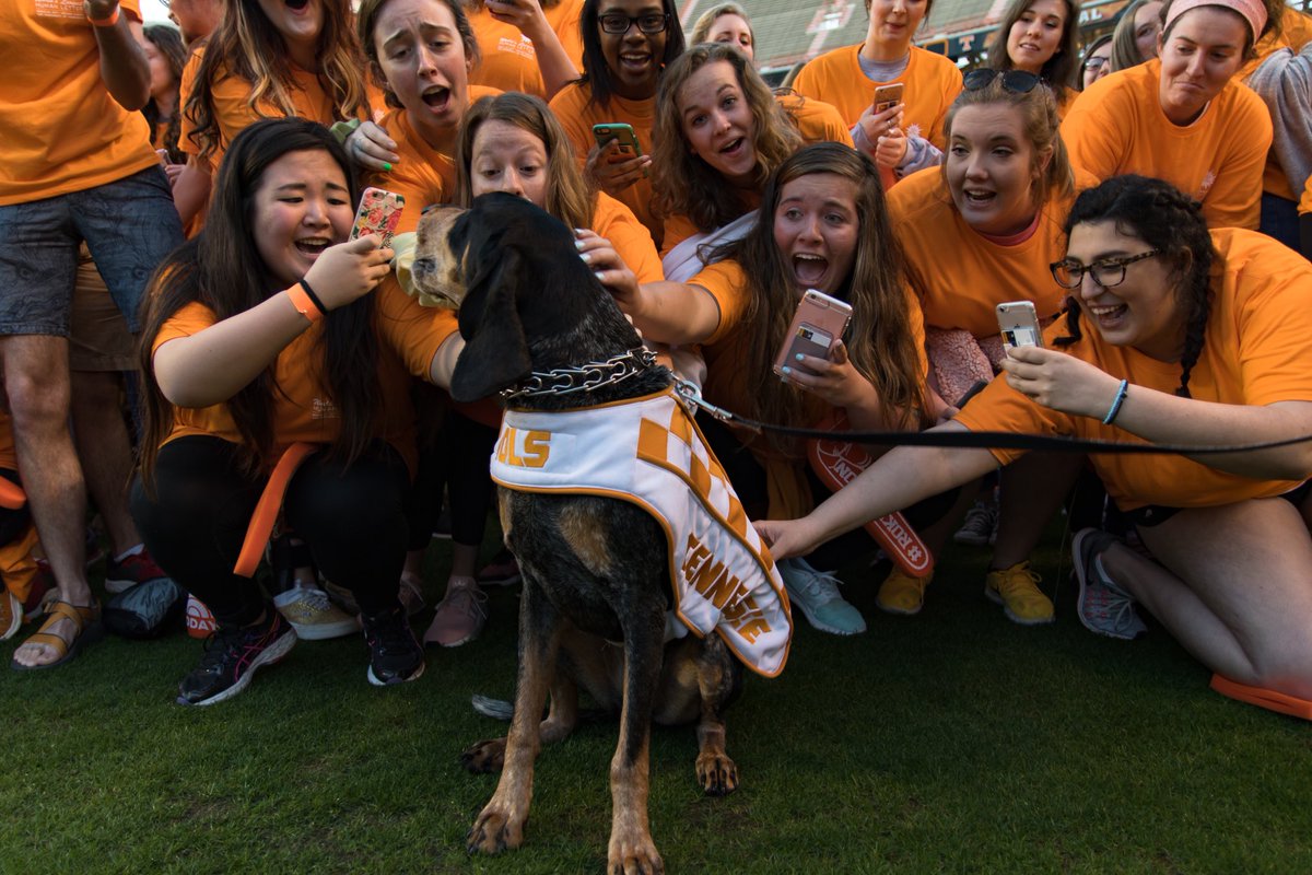 UTKnoxville's tweet image. Happy anniversary to our best pal, Smokey! 64 years and counting with the best mascot in the country! 🍊🐾❤️