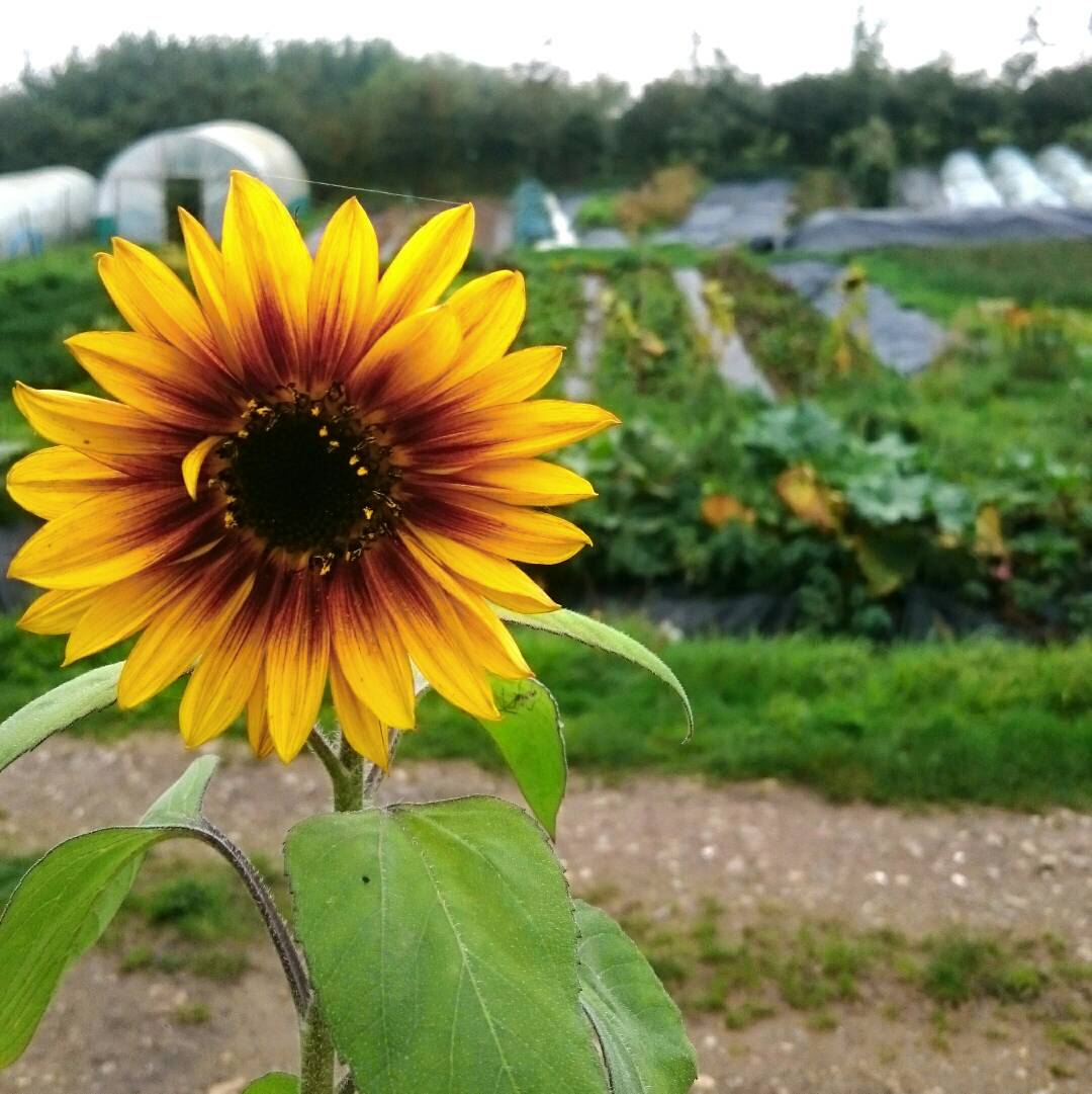 VallisVeg's tweet photo. So long Summer, we love you xx
#summer #goodbye #farewell #tilnexttime #itsbeenablast #sayhitonewzealandfromus #summerlovin #lastbloom
🌻☀♥ https://t.co/floFwGyxsv