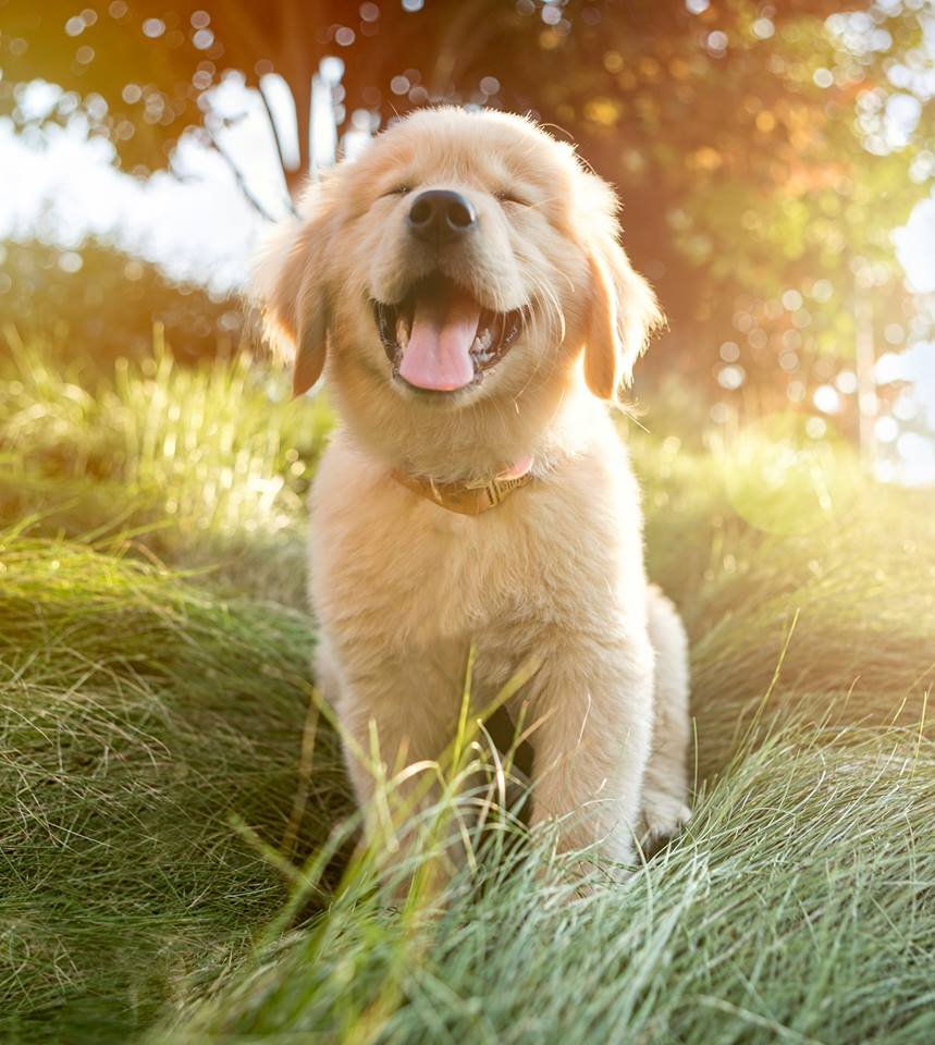 ImFluffums's tweet image. Great day to be a pupper ❤️🐶 #dog #puppy #pup #cute #pets  #PhotoOfTheDay #dogoftheday #hound #adorable #dogsoftwitter #happy #aww