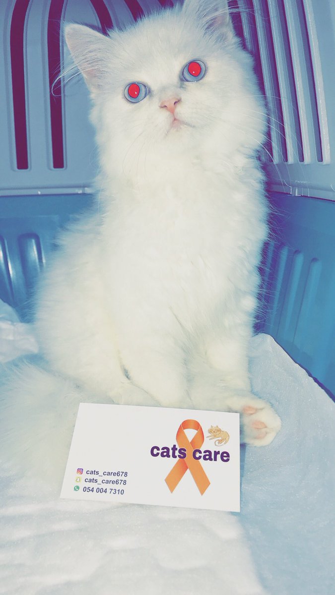 روزي الجميله شرفتنا اليوم واخدتلها شور 
#قطط #تحميم #حلاقه 
#catsofinstagram 
#CatsOfTwitter