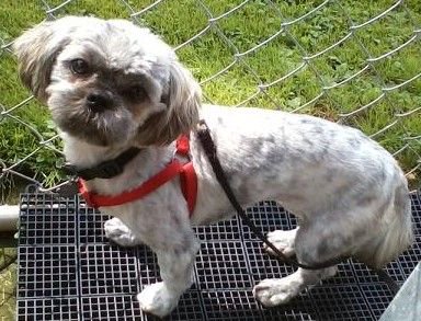 resqpups's tweet photo. Lucy is one of our puppy mill girls who will need a home with another #dog
#shihtzu #shy #milldog
https://t.co/GvW8p9W1FK https://t.co/fZ2Naad6S1