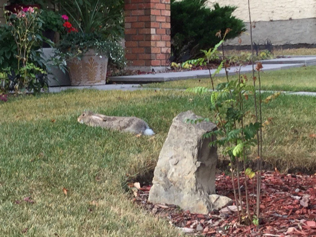 sandbott's tweet image. Deep thoughts by Mr Bunny: ears flat ✔️, look like a rock ✔️, have dogs walk right on by ✔️✔️. Phew!