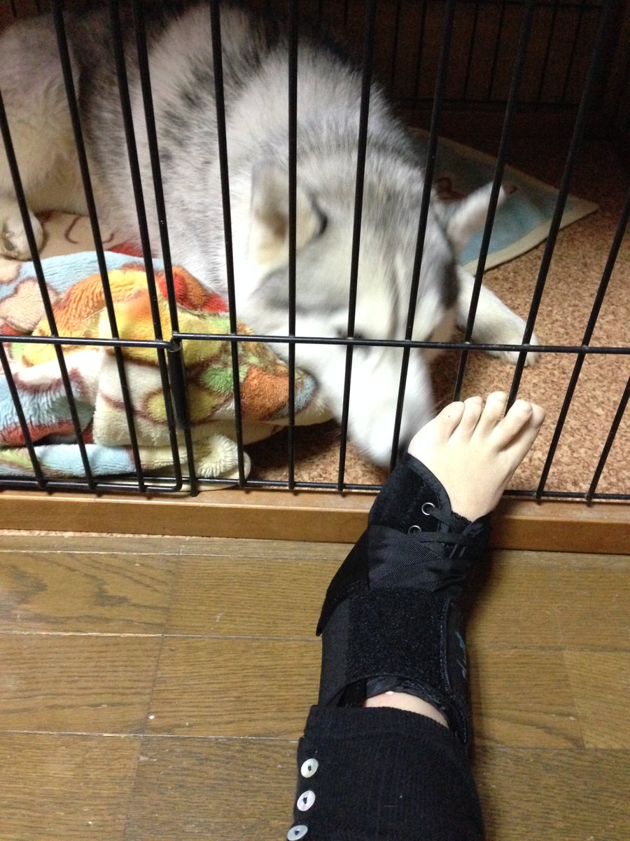 猫とシベリアンハスキーの連携プレイで飼い主が骨折 保険屋に提出したイラストが和む Togetter 猫とシベリアンハスキーの連携プレイで飼い主が骨折 保険屋に提出したイラストが和む Togetter