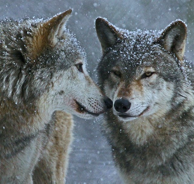 _wolves__'s tweet image. ~Hello my friends~
   Have a nice day