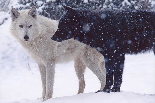 _wolves__'s tweet image. ~Hello my friends~
   Have a nice day