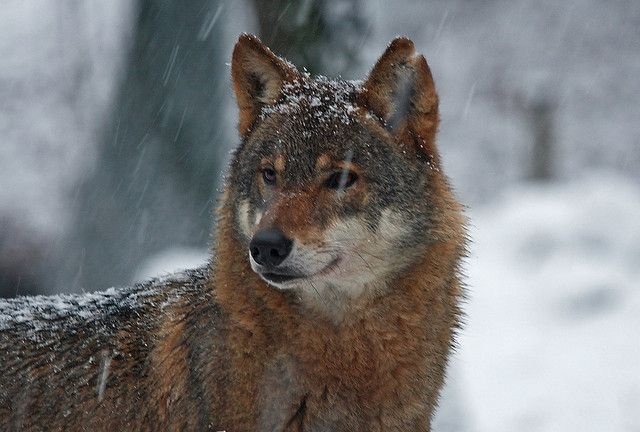 _wolves__'s tweet image. ~Hello my friends~
   Have a nice day