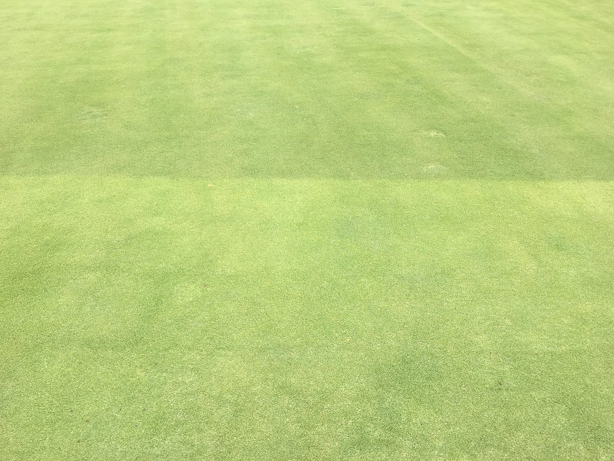 HarryLigule's tweet photo. Got to see some new Zoysia greens in our area today. The contrast between varieties is...😳 https://t.co/dC4tjwWvgE