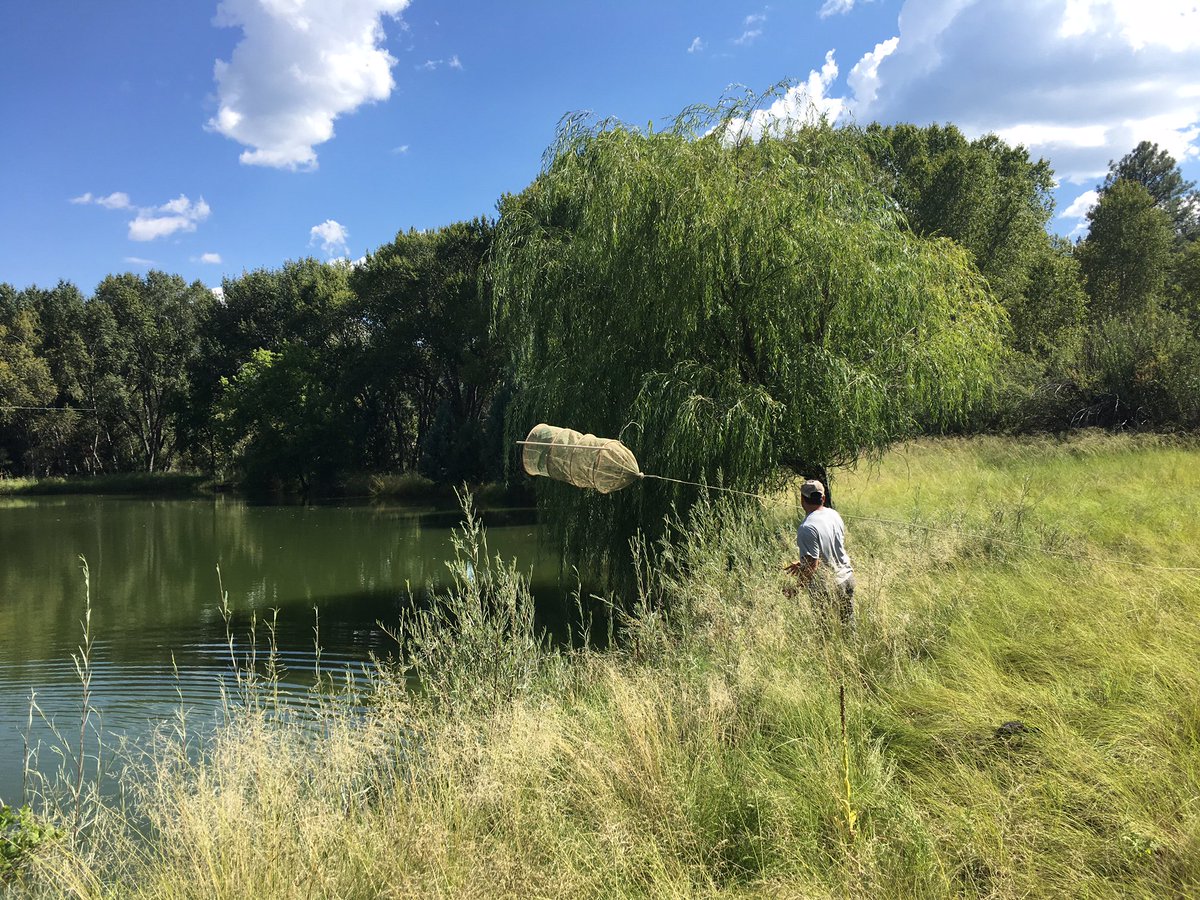 Inthecurrentaz's tweet image. Native Fish Sampling in the Upper Blue River - inthecurrent.org/waders-in-the-…