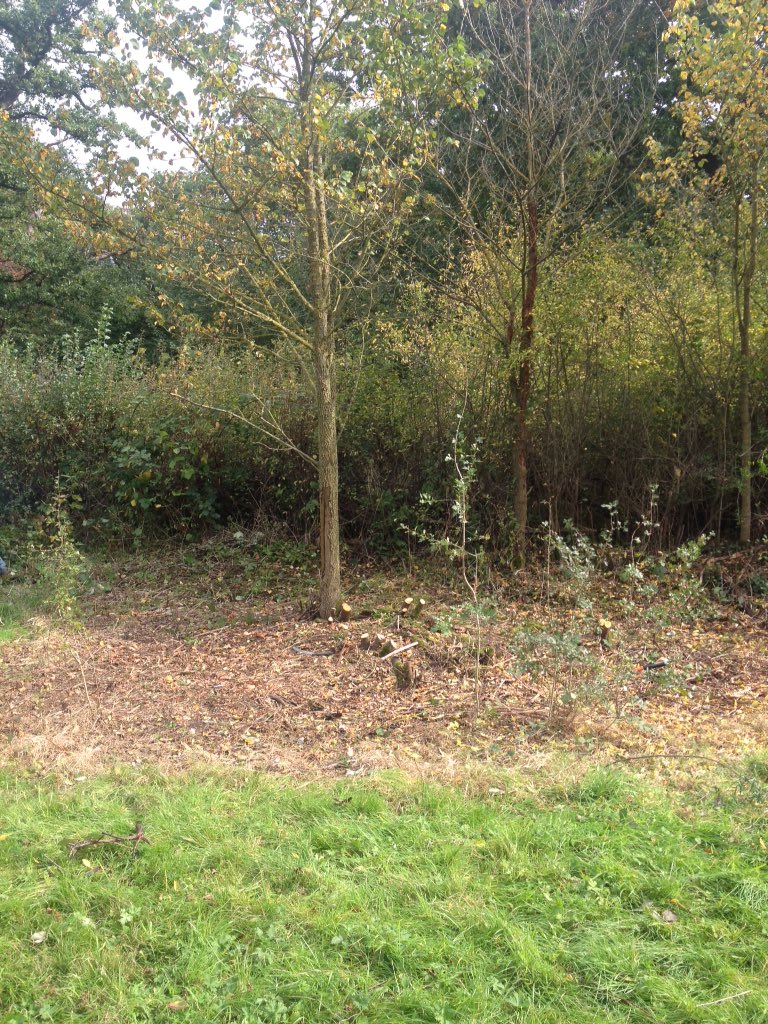 nicolagoddard2's tweet photo. Before/after habitat management @SelborneSoc #perivalewood https://t.co/lZXThEhQ21