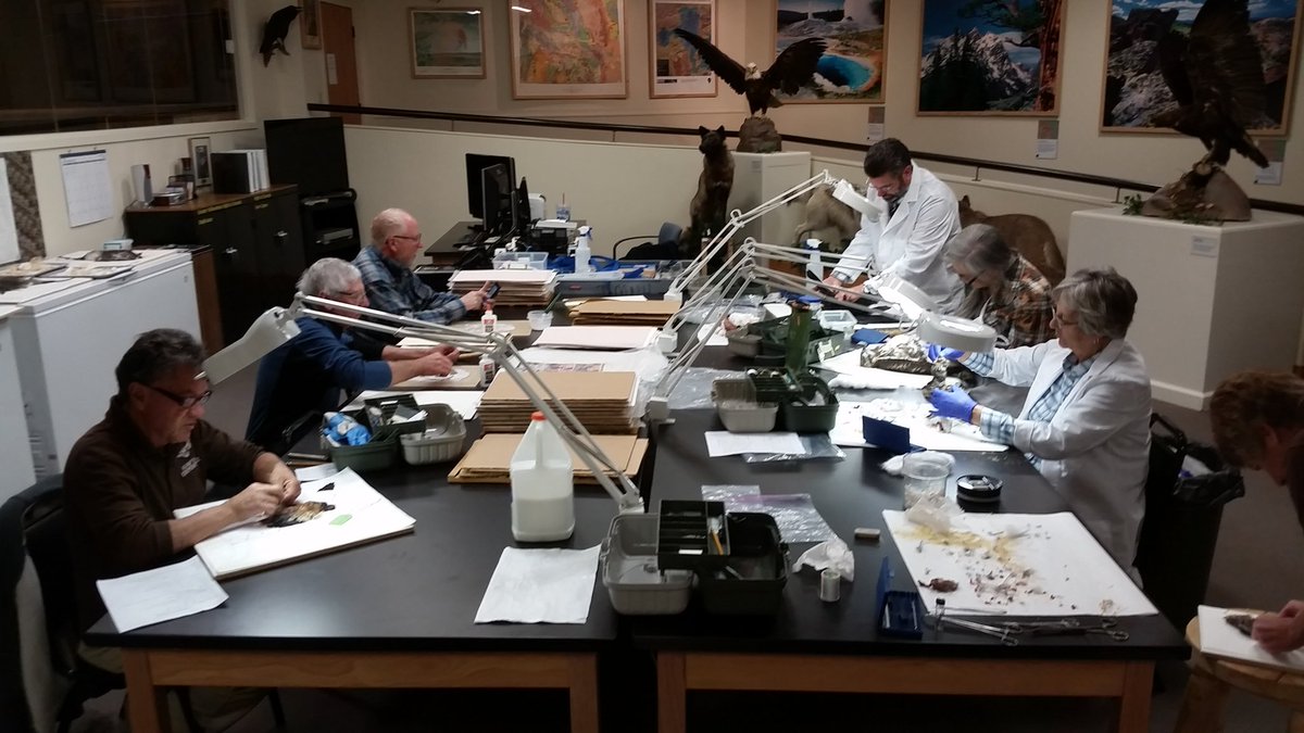 draper_museum's tweet photo. #DNHM #volunteers assist with everything from specimen mounts, labeling, data archiving, and even herbarium mounts. https://t.co/0IQQVq0lww